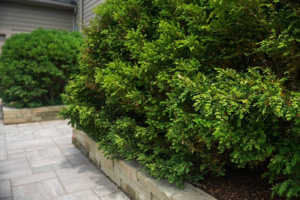 Sundrenched Outdoor Living by TERRAFIRMA Landscape - Photo 6