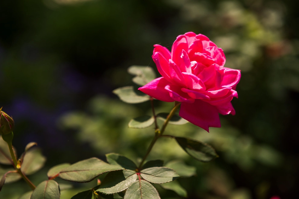Backyard Paradise Refresh by TERRAFIRMA Landscape - Photo 11