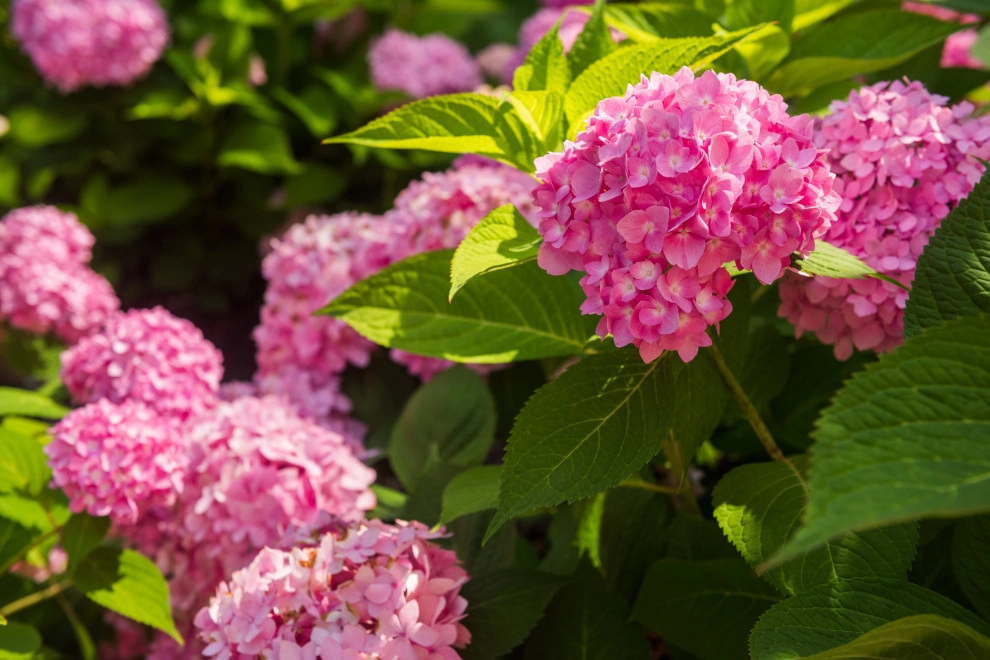 Backyard Paradise Refresh by TERRAFIRMA Landscape - Photo 2