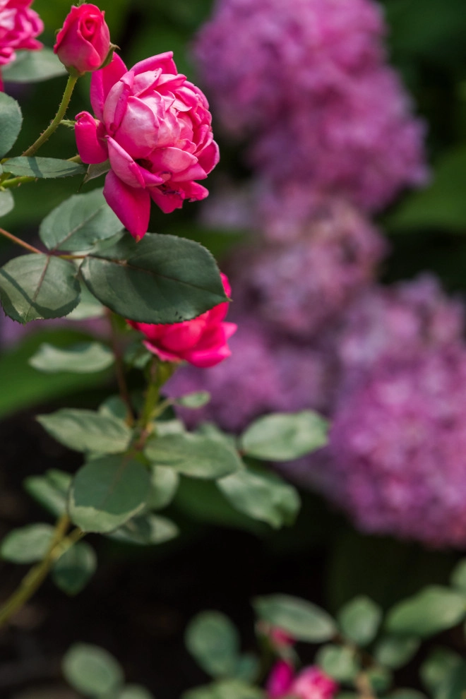 Backyard Paradise Refresh by TERRAFIRMA Landscape - Photo 21