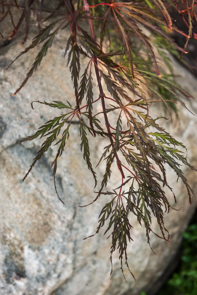 Backyard Paradise Refresh by TERRAFIRMA Landscape - Photo 15