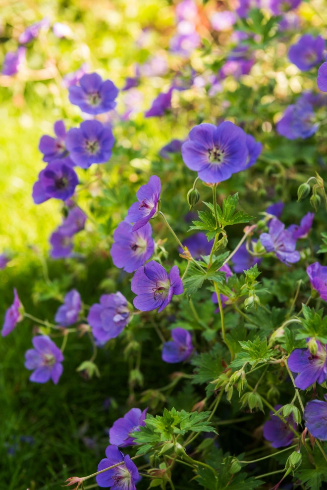 Backyard Paradise Refresh by TERRAFIRMA Landscape - Photo 17