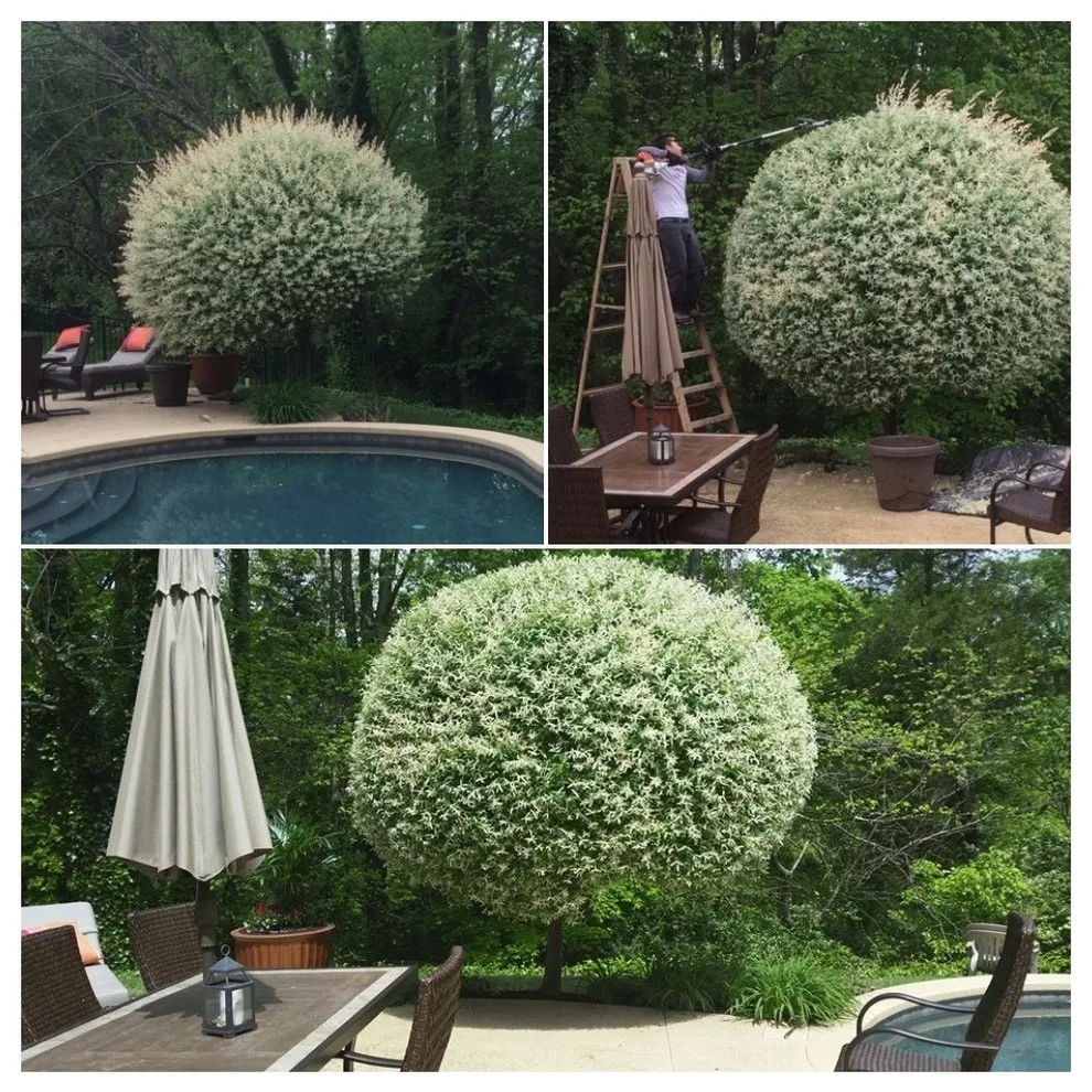 Advanced Grounds Maintenance, LLC - Photo 8