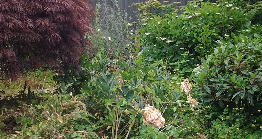Yard Clean Up by The Peoples Gardening Collective - Photo 2