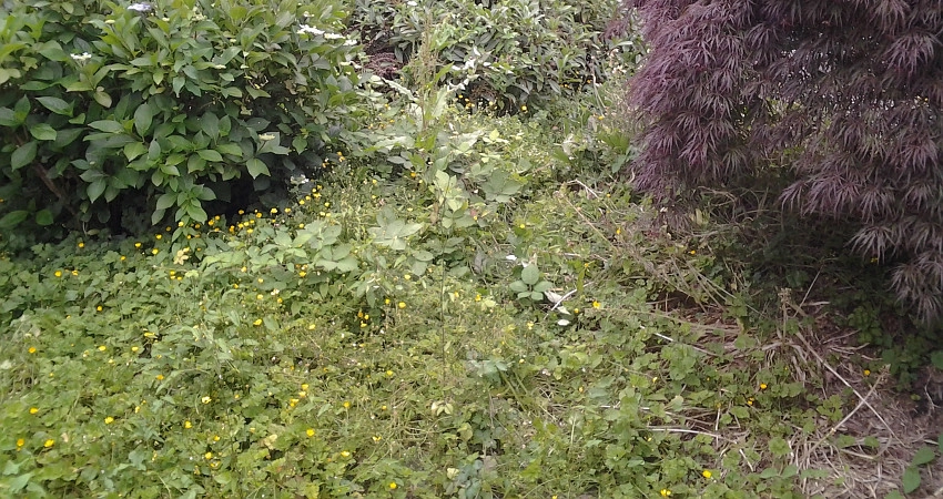 Yard Clean Up by The Peoples Gardening Collective - Photo 4