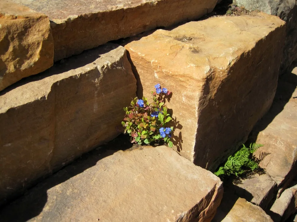 Santa Fe Garden of Botany by New Mexico Stone - Photo 5