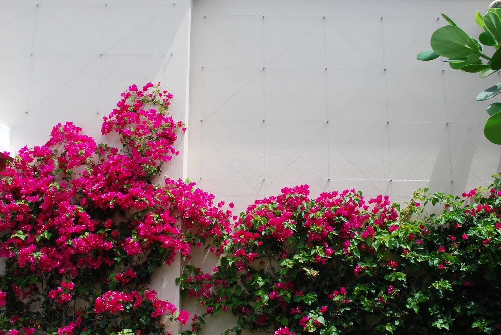 Rood Landscape Projects by Treasure Coast Irrigation & Rood Landscape, LLC - Photo 17