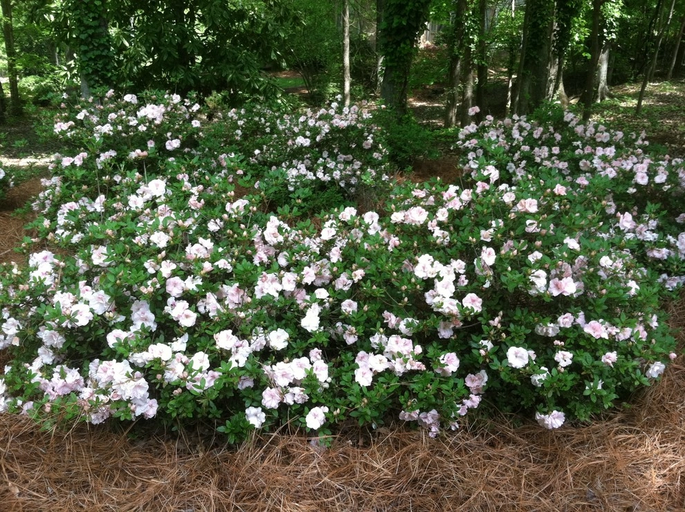 Trey's Lawn Service, LLC - Photo 6