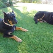 Artificial Grass for Dogs by Turf Exchange - Photo 5