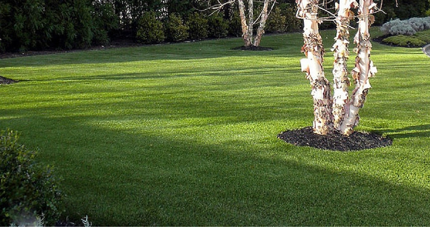 Completed Lawns and Turfs by Turf Exchange - Photo 11
