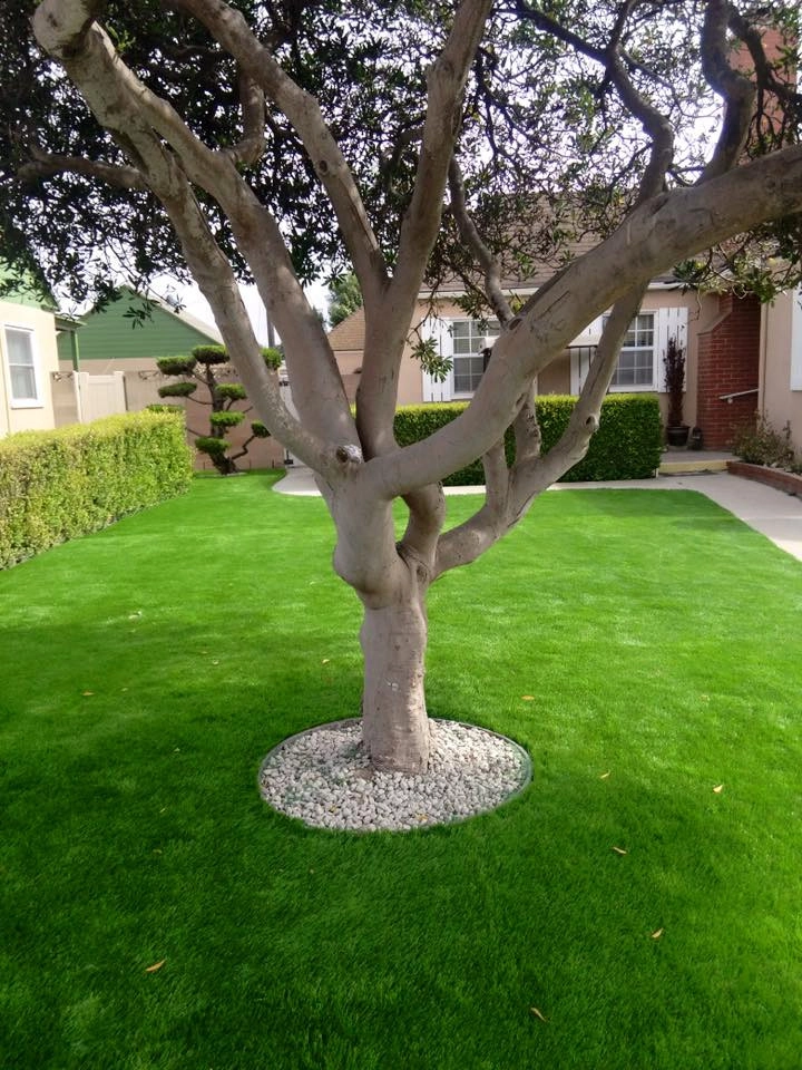 Completed Lawns and Turfs by Turf Exchange - Photo 3