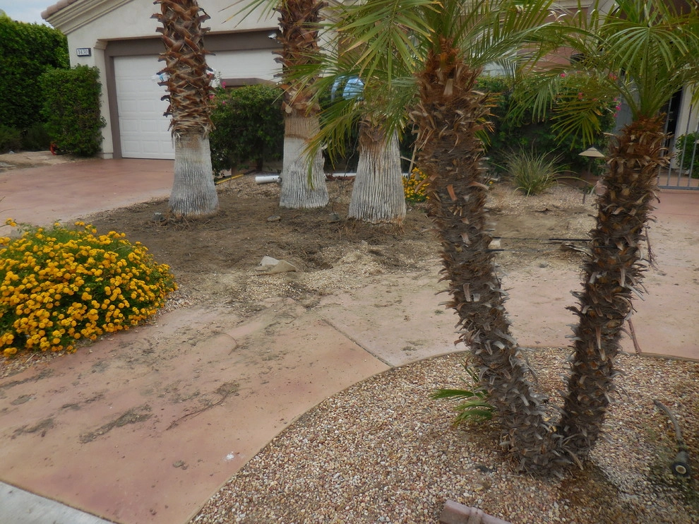Palm Springs - Front Yard Landscape by Turf Pros Direct - Photo 5