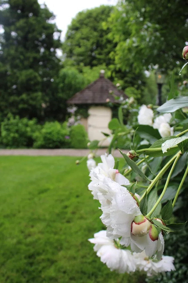Rosebrook Gardens 2017 Horticultural Event by MAR JENNINGS/S&J Multimedia LLC - Photo 57