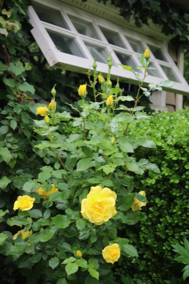 Rosebrook Gardens 2017 Horticultural Event by MAR JENNINGS/S&J Multimedia LLC - Photo 46