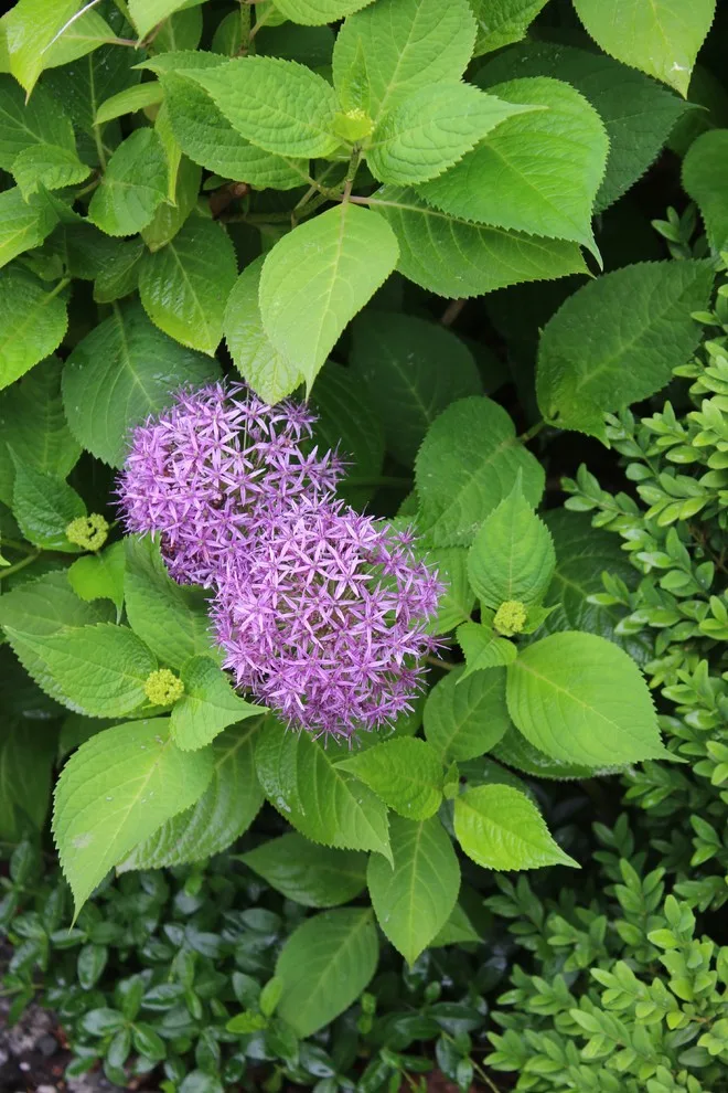 Rosebrook Gardens 2017 Horticultural Event by MAR JENNINGS/S&J Multimedia LLC - Photo 40