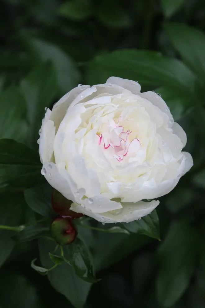 Rosebrook Gardens 2017 Horticultural Event by MAR JENNINGS/S&J Multimedia LLC - Photo 7