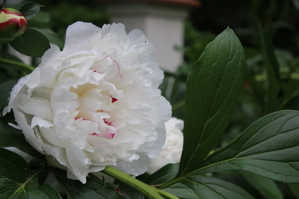 Rosebrook Gardens 2017 Horticultural Event by MAR JENNINGS/S&J Multimedia LLC - Photo 72