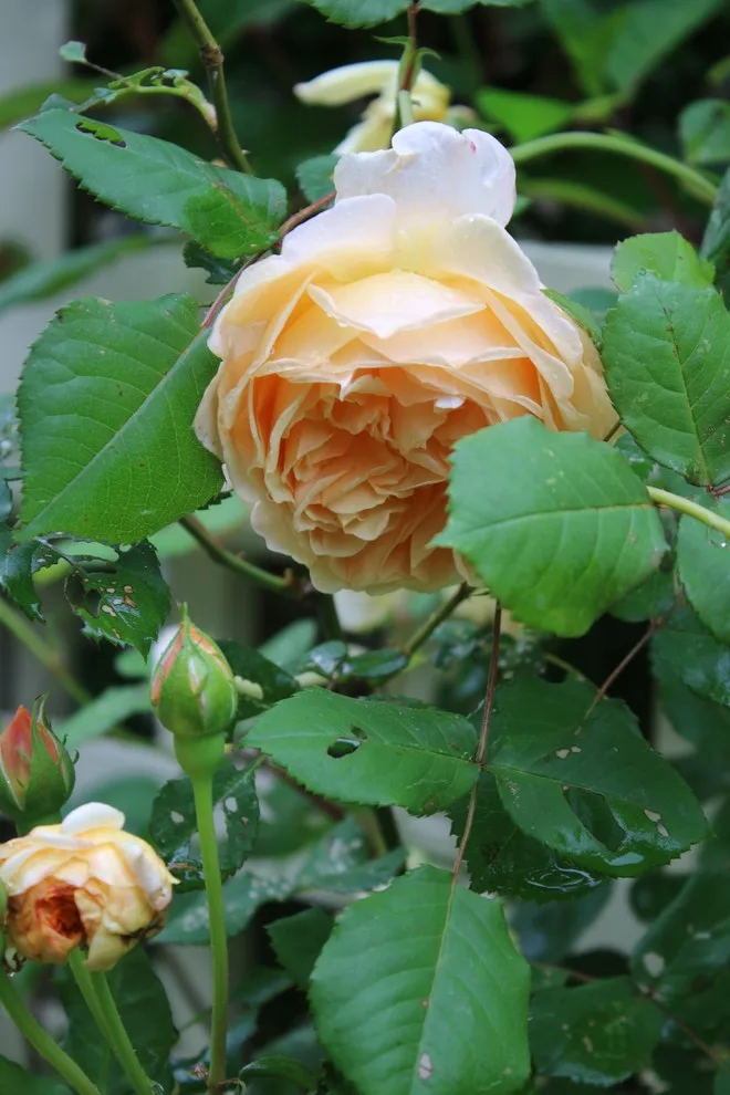 Rosebrook Gardens 2017 Horticultural Event by MAR JENNINGS/S&J Multimedia LLC - Photo 23