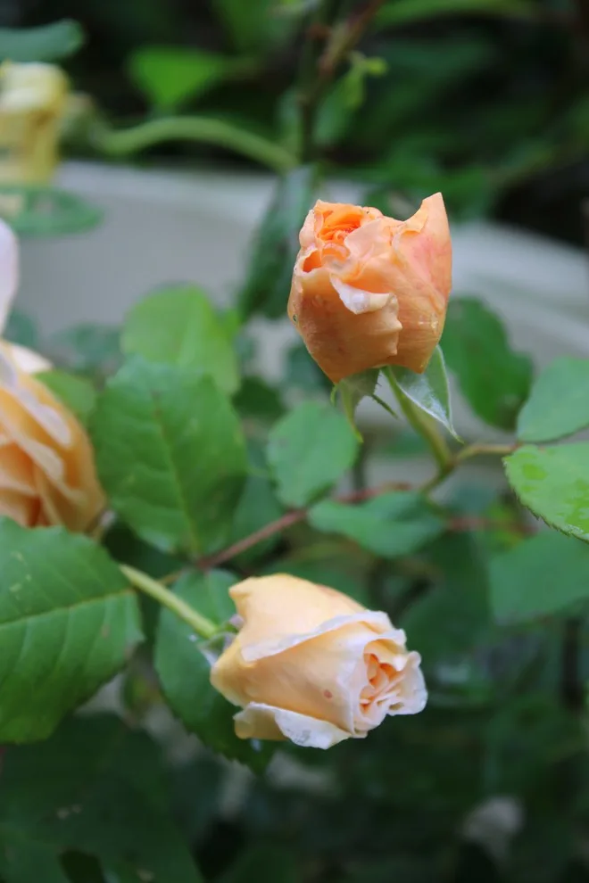 Rosebrook Gardens 2017 Horticultural Event by MAR JENNINGS/S&J Multimedia LLC - Photo 17
