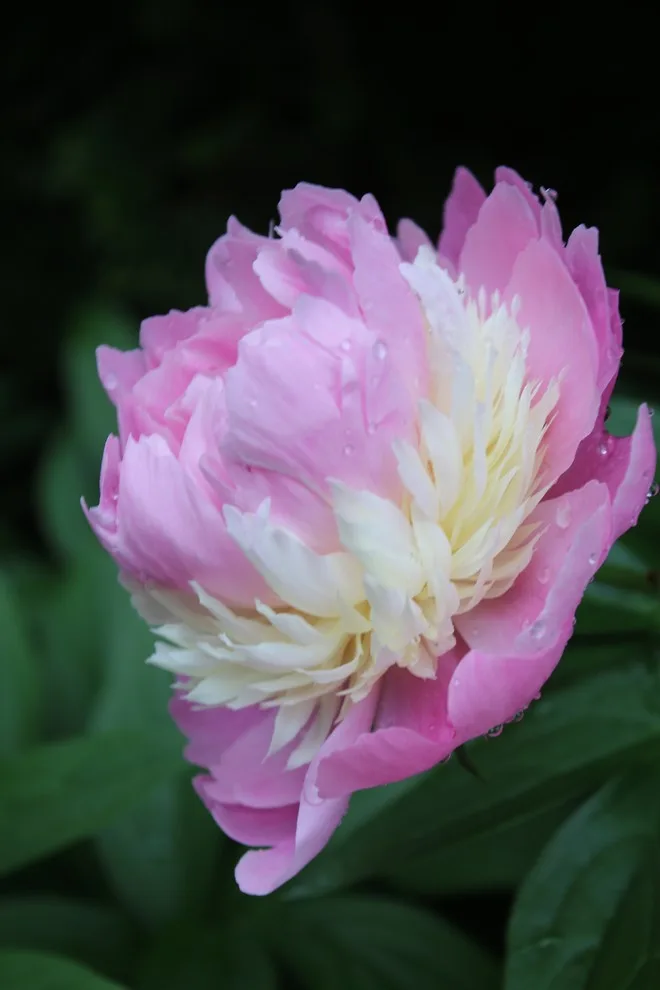 Rosebrook Gardens 2017 Horticultural Event by MAR JENNINGS/S&J Multimedia LLC - Photo 81