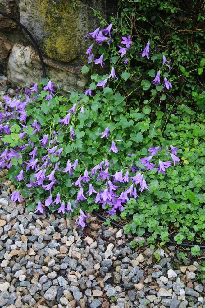 Rosebrook Gardens 2017 Horticultural Event by MAR JENNINGS/S&J Multimedia LLC - Photo 74