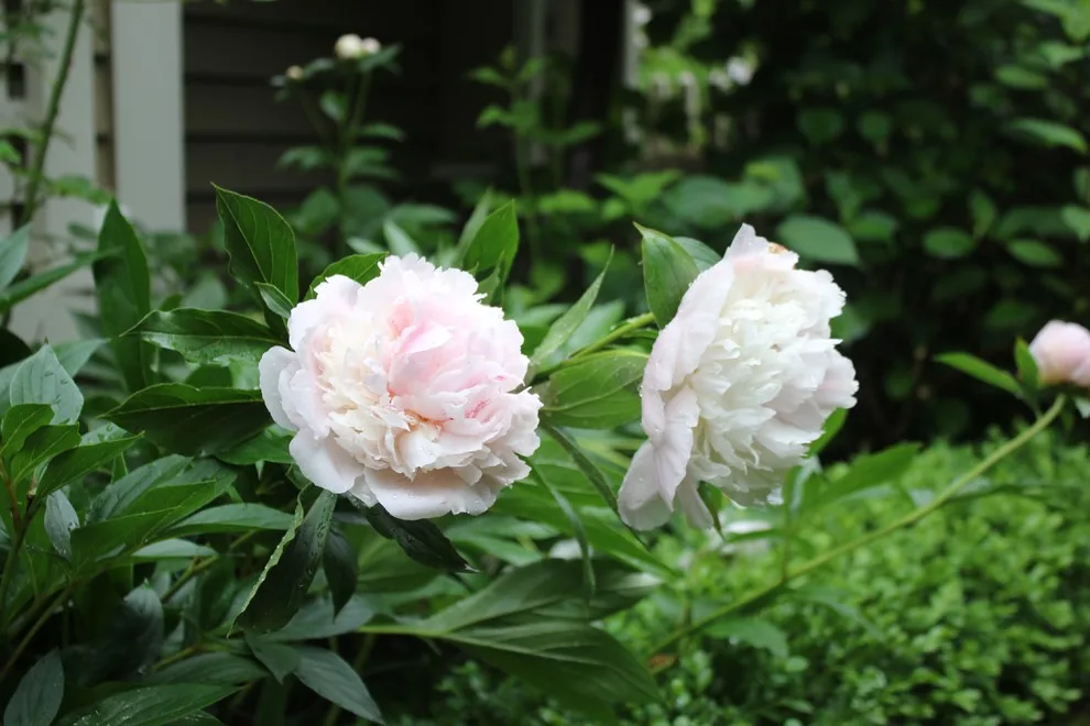 Rosebrook Gardens 2017 Horticultural Event by MAR JENNINGS/S&J Multimedia LLC - Photo 59