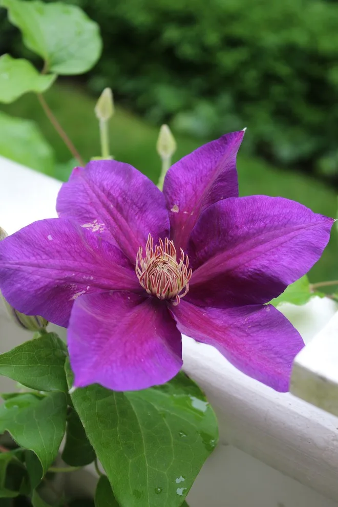 Rosebrook Gardens 2017 Horticultural Event by MAR JENNINGS/S&J Multimedia LLC - Photo 78