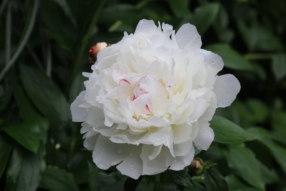 Rosebrook Gardens 2017 Horticultural Event by MAR JENNINGS/S&J Multimedia LLC - Photo 84