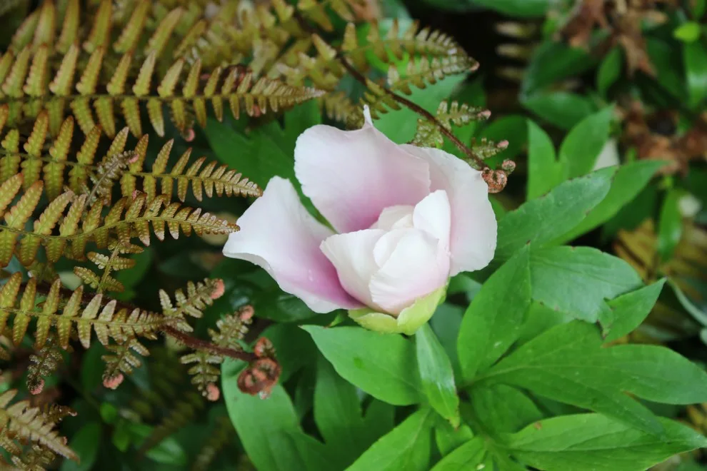 Rosebrook Gardens 2017 Horticultural Event by MAR JENNINGS/S&J Multimedia LLC - Photo 90