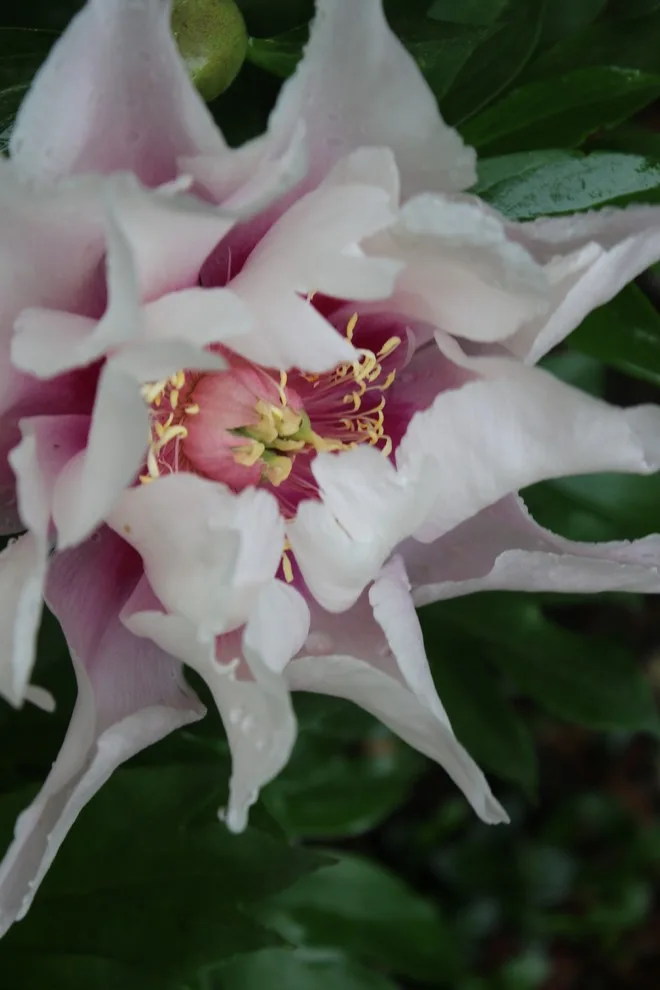 Rosebrook Gardens 2017 Horticultural Event by MAR JENNINGS/S&J Multimedia LLC - Photo 65