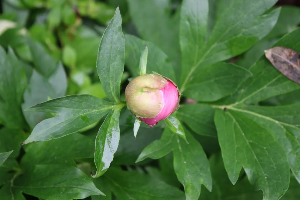 Rosebrook Gardens 2017 Horticultural Event by MAR JENNINGS/S&J Multimedia LLC - Photo 18
