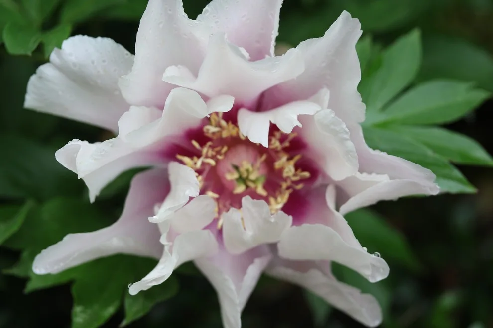 Rosebrook Gardens 2017 Horticultural Event by MAR JENNINGS/S&J Multimedia LLC - Photo 48
