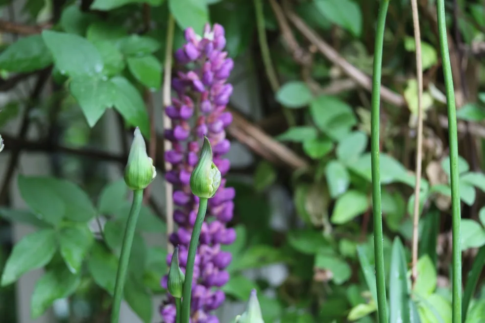 Rosebrook Gardens 2017 Horticultural Event by MAR JENNINGS/S&J Multimedia LLC - Photo 42