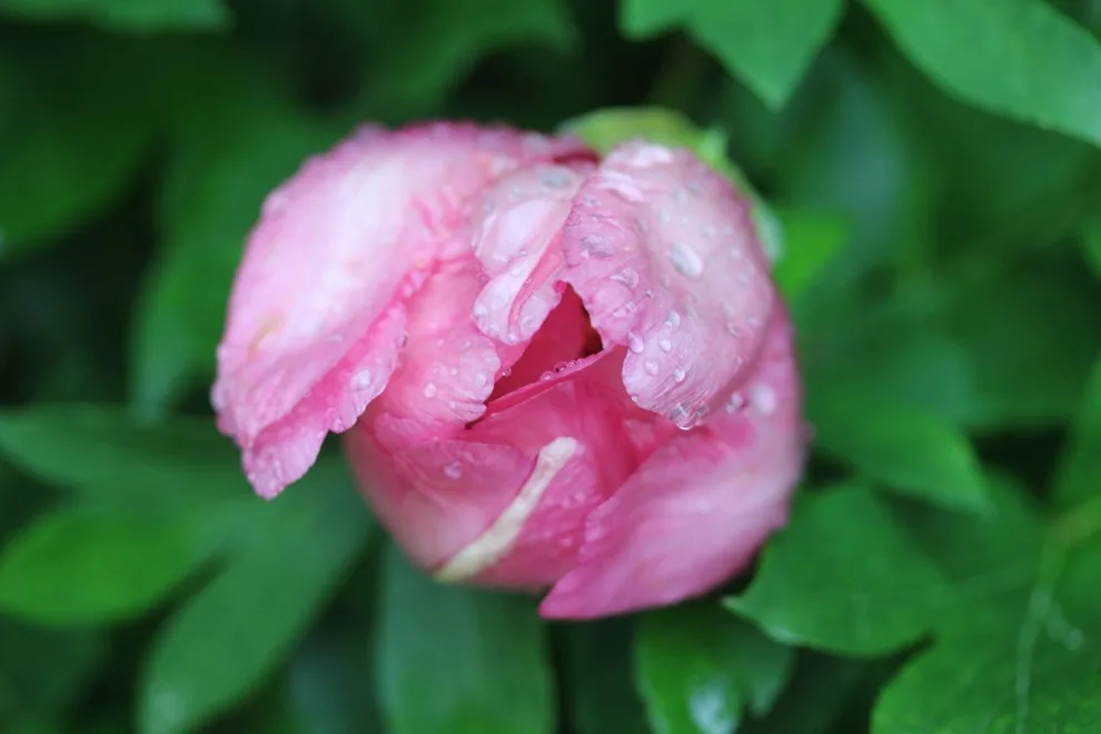 Rosebrook Gardens 2017 Horticultural Event by MAR JENNINGS/S&J Multimedia LLC - Photo 71