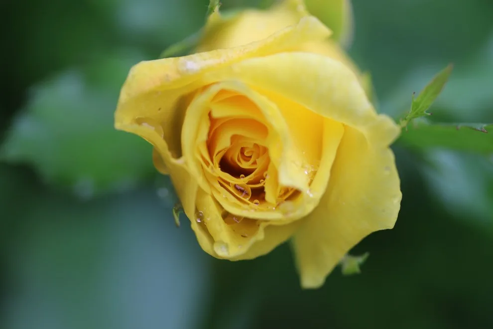 Rosebrook Gardens 2017 Horticultural Event by MAR JENNINGS/S&J Multimedia LLC - Photo 91