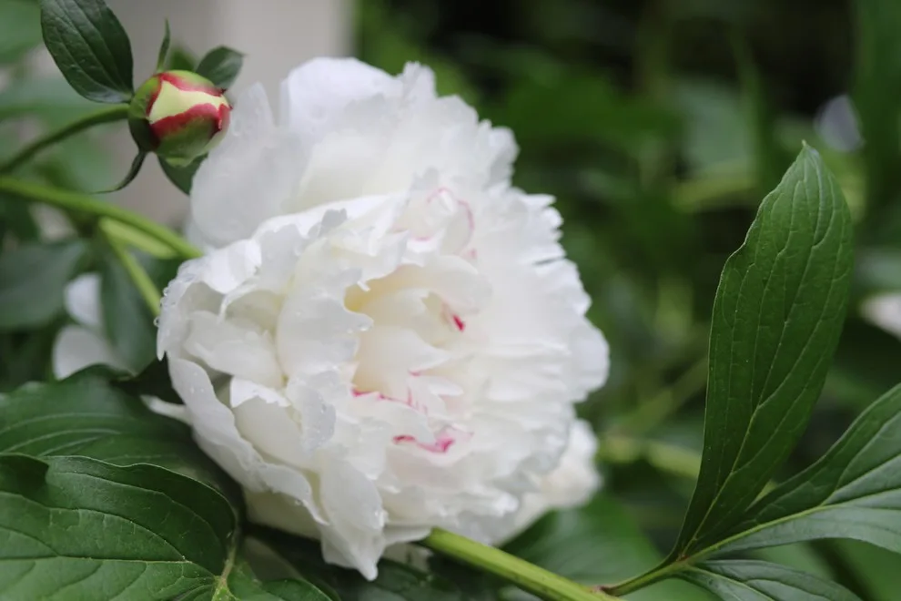 Rosebrook Gardens 2017 Horticultural Event by MAR JENNINGS/S&J Multimedia LLC - Photo 6