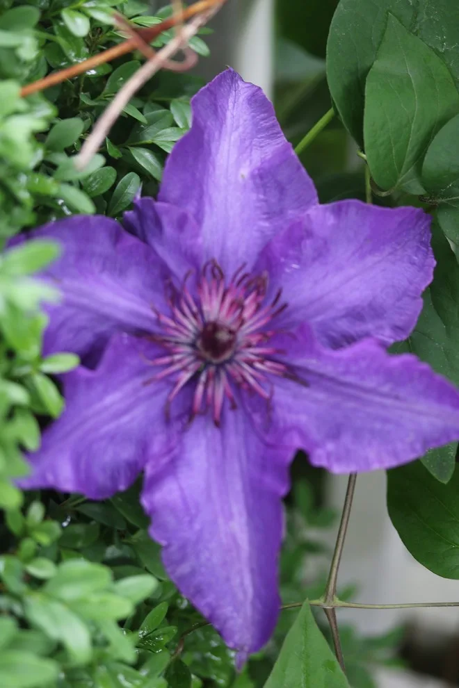 Rosebrook Gardens 2017 Horticultural Event by MAR JENNINGS/S&J Multimedia LLC - Photo 20