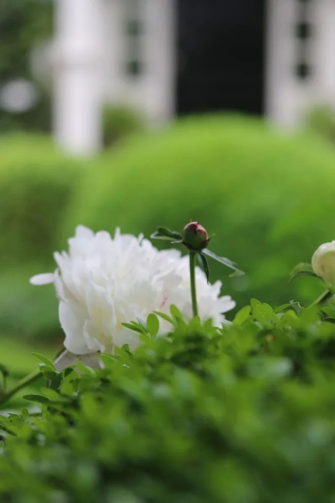 Rosebrook Gardens 2017 Horticultural Event by MAR JENNINGS/S&J Multimedia LLC - Photo 43