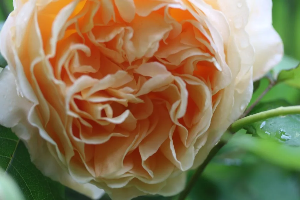 Rosebrook Gardens 2017 Horticultural Event by MAR JENNINGS/S&J Multimedia LLC - Photo 63