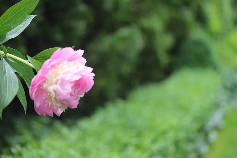 Rosebrook Gardens 2017 Horticultural Event by MAR JENNINGS/S&J Multimedia LLC - Photo 69