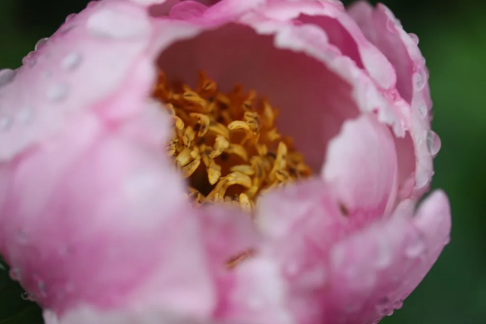 Rosebrook Gardens 2017 Horticultural Event by MAR JENNINGS/S&J Multimedia LLC - Photo 62