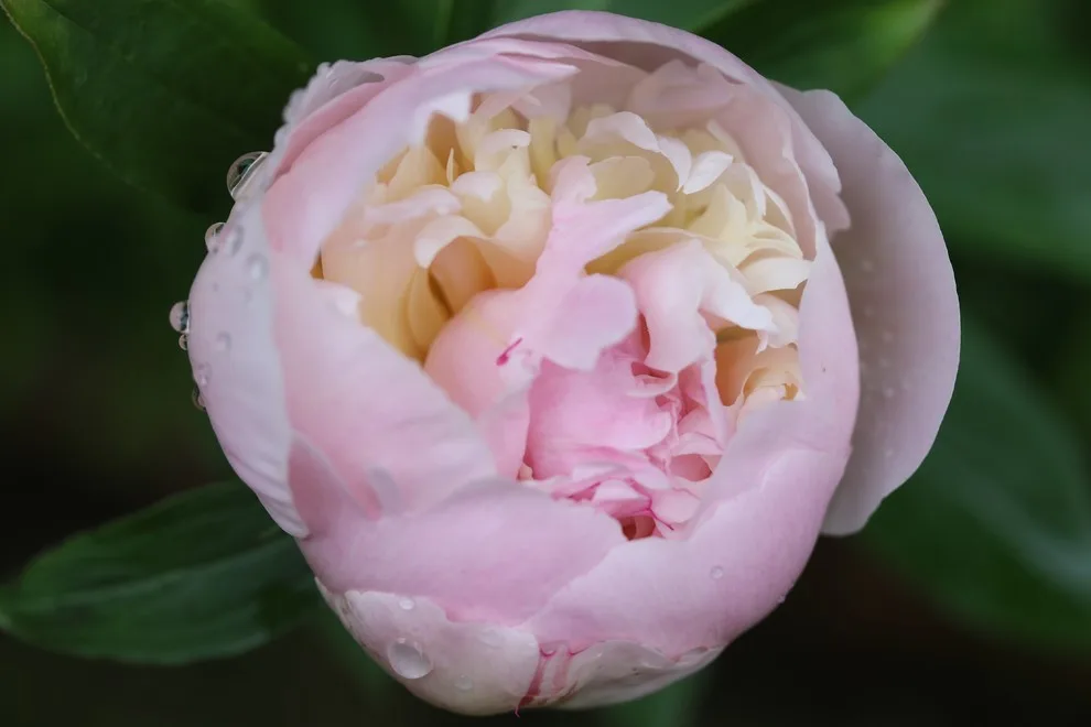 Rosebrook Gardens 2017 Horticultural Event by MAR JENNINGS/S&J Multimedia LLC - Photo 4