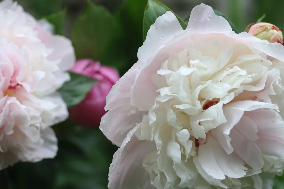 Rosebrook Gardens 2017 Horticultural Event by MAR JENNINGS/S&J Multimedia LLC - Photo 95
