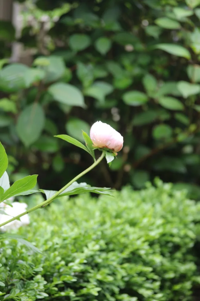Rosebrook Gardens 2017 Horticultural Event by MAR JENNINGS/S&J Multimedia LLC - Photo 50