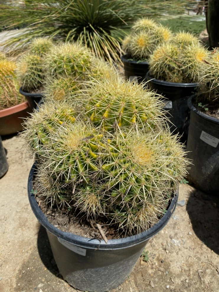Vintage Nursery - Plant Material by Vintage Nursery - Vintage Outdoors - Photo 7