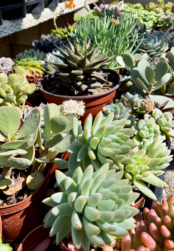 Vintage Nursery - Vintage Outdoors - Photo 12