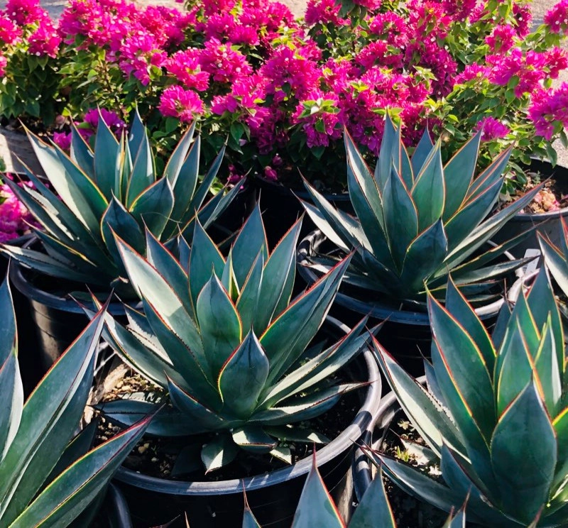 Vintage Nursery - Plant Material by Vintage Nursery - Vintage Outdoors - Photo 6