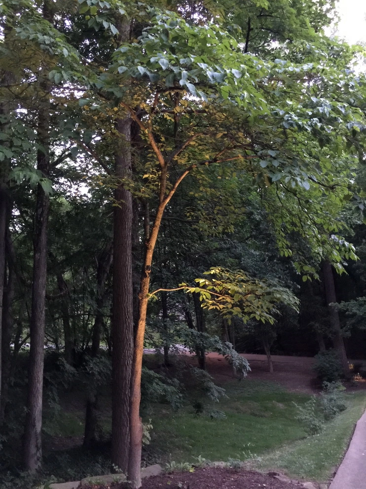Colored LED lighting by VIVID Landscape & Lighting - Photo 38