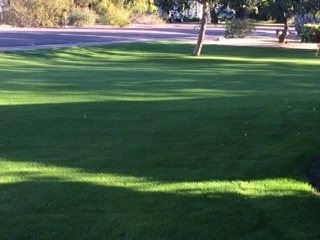 Turf Renovation! by Waibel & Associates Landscape Architecture - Photo 4