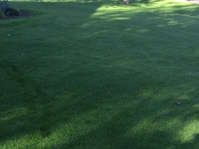 Turf Renovation! by Waibel & Associates Landscape Architecture - Photo 2